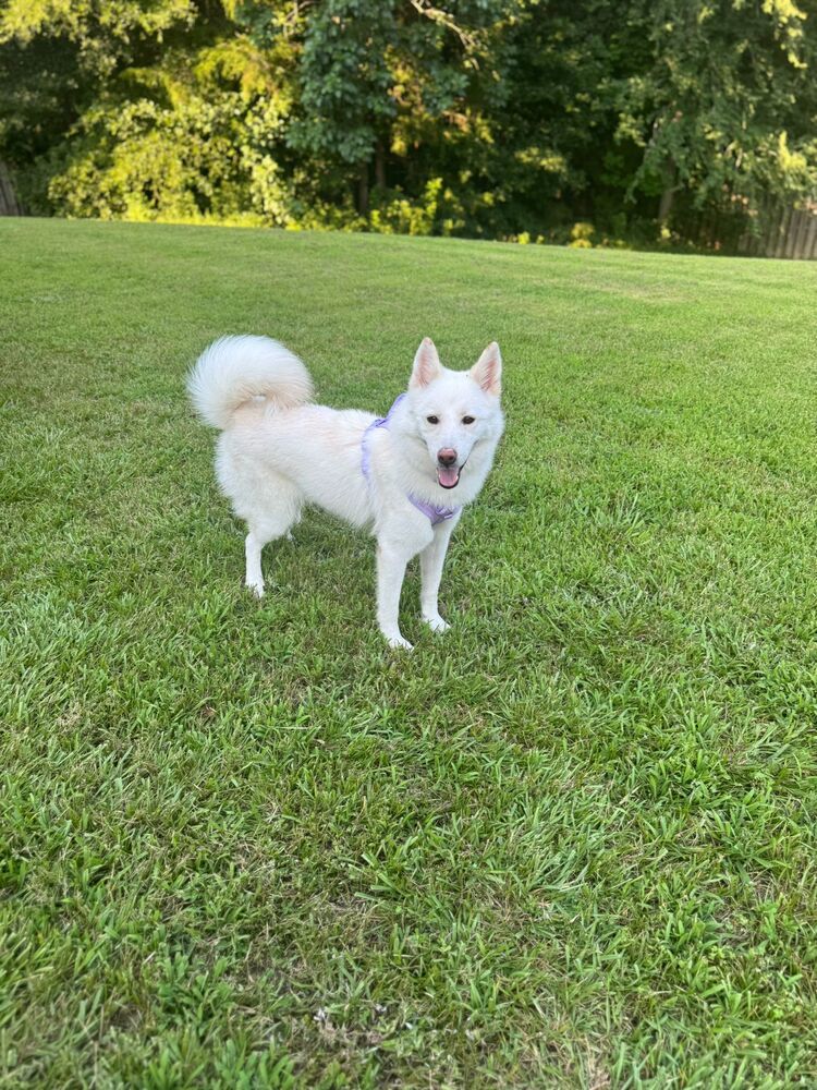 Blossom, an adoptable Spitz, Husky in Gig Harbor, WA, 98335 | Photo Image 2