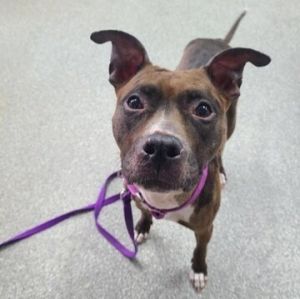 Peppa - FOSTER NEEDED Pit Bull Terrier Dog