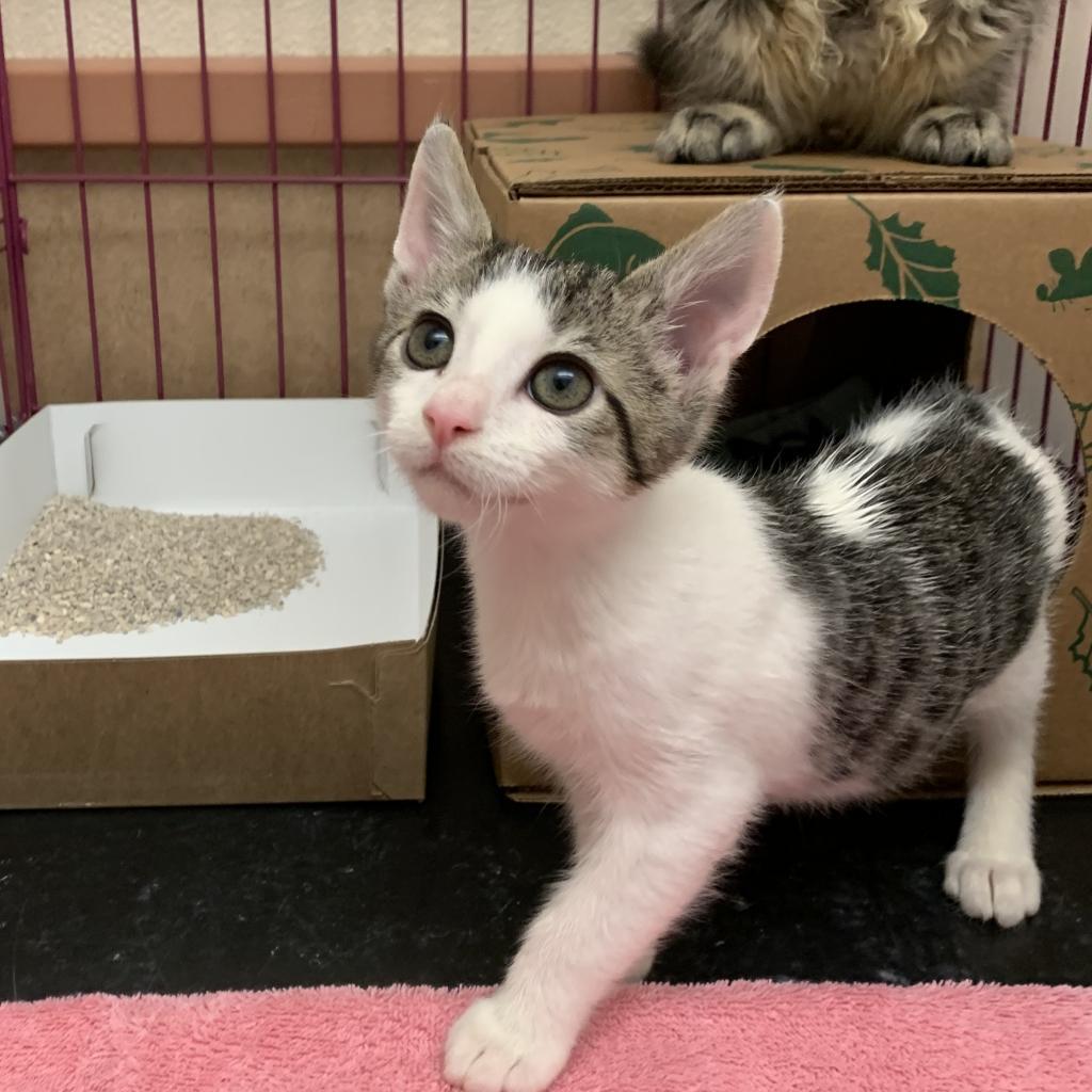 Artemis, an adoptable Domestic Medium Hair in Reno, NV, 89502 | Photo Image 1