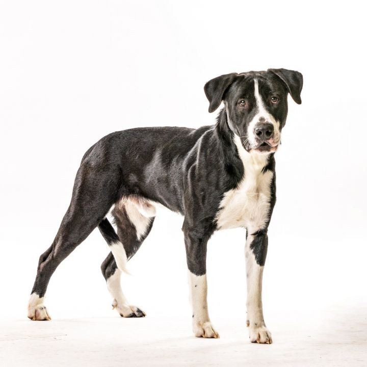 Goose 2