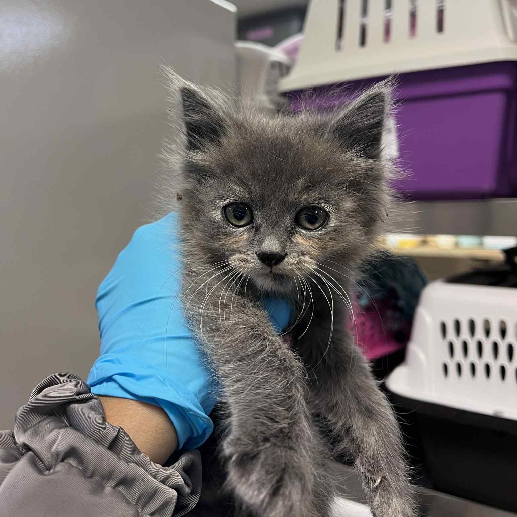 Toasty, an adoptable Domestic Medium Hair in Reno, NV, 89502 | Photo Image 1