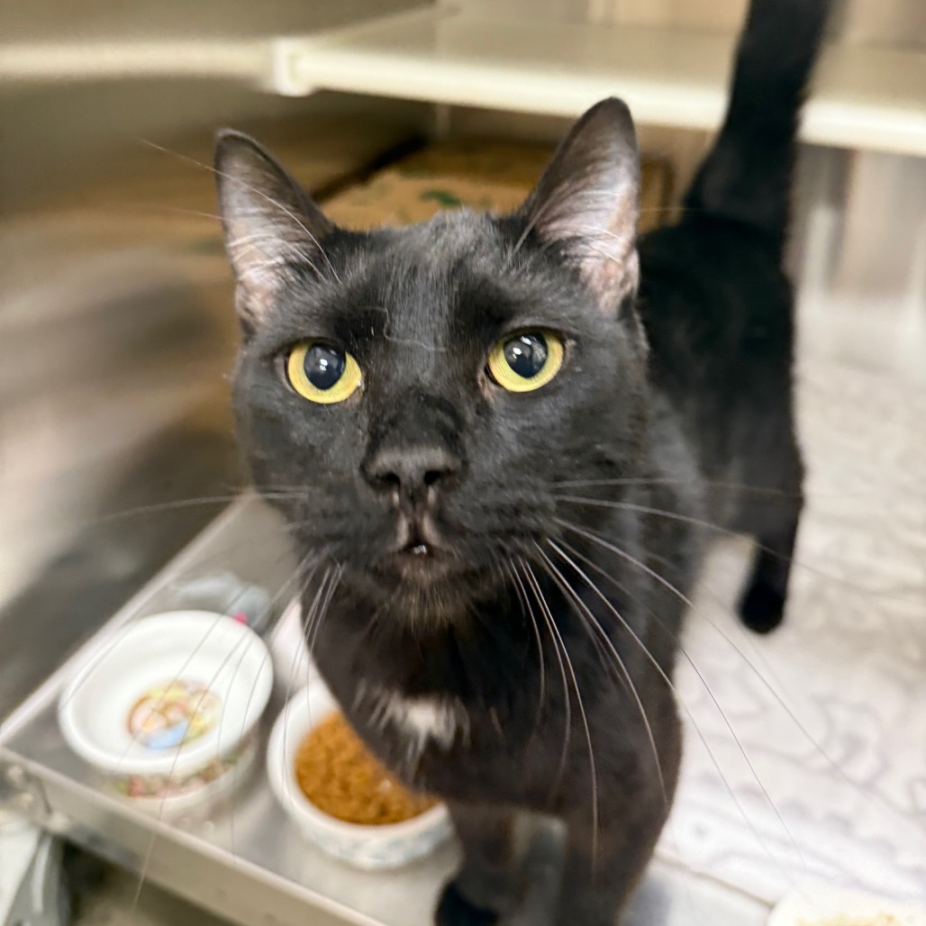 Joey, an adoptable Domestic Short Hair in Reno, NV, 89502 | Photo Image 1