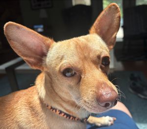 Mike, Adult Male Chihuahua