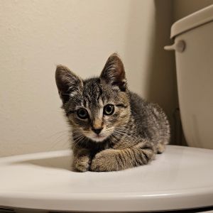 Buttercup 25-36, Baby Male Domestic Short Hair