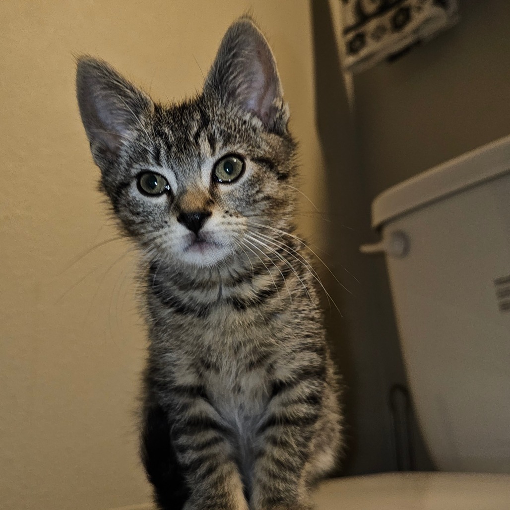 Buttercup 25-36, an adoptable Domestic Short Hair in Bottineau, ND, 58318 | Photo Image 6
