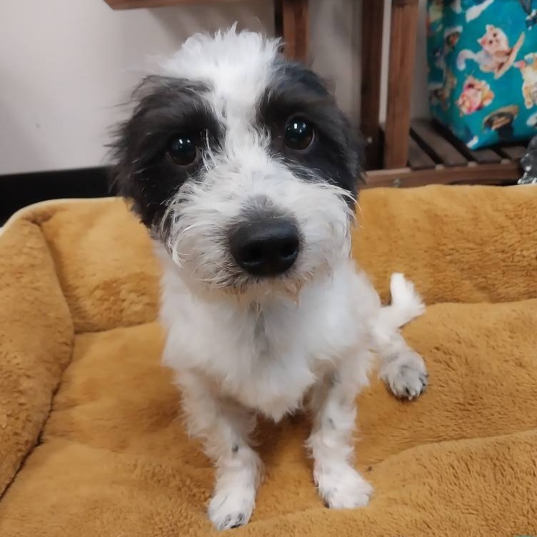 Arthur 25-38, an adoptable Terrier in Bottineau, ND, 58318 | Photo Image 1