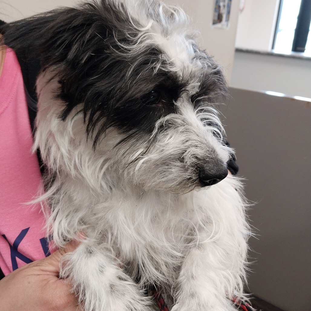 Arthur 25-38, an adoptable Terrier in Bottineau, ND, 58318 | Photo Image 2