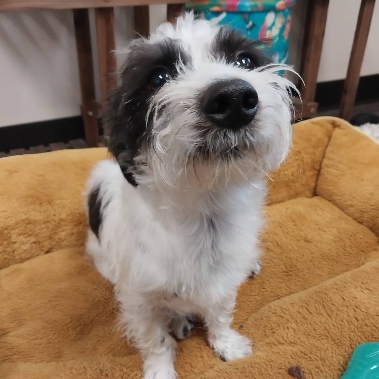 Arthur 25-38, an adoptable Terrier in Bottineau, ND, 58318 | Photo Image 3