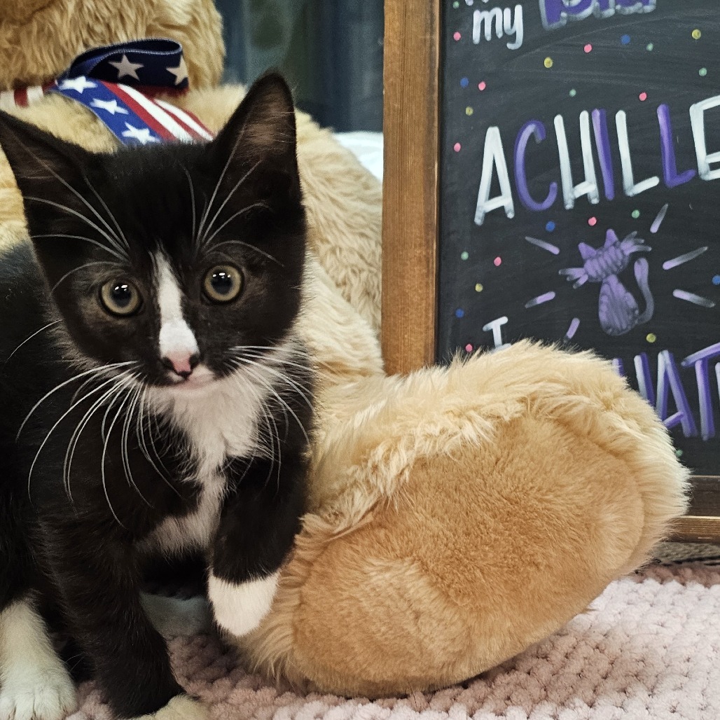 Achilles