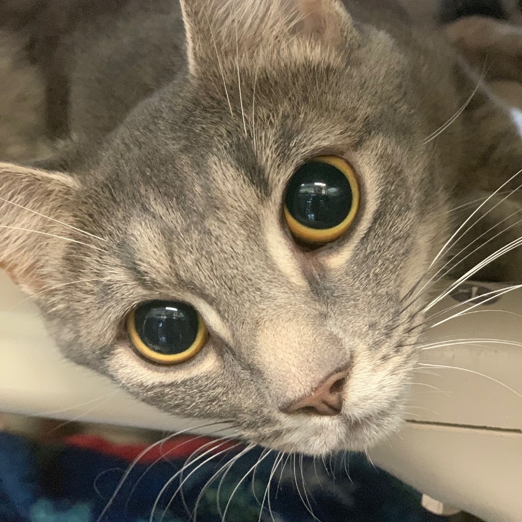 Penelope