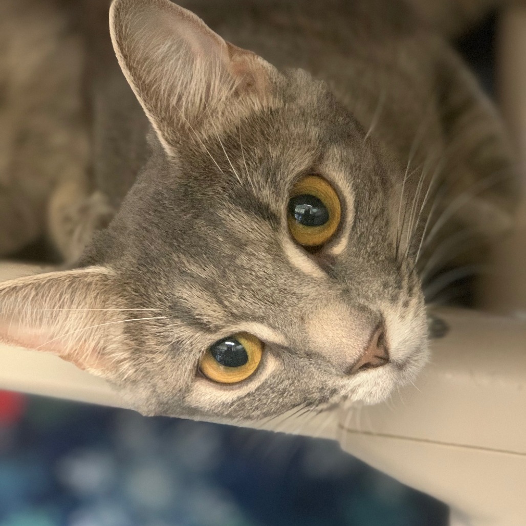 Penelope