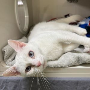 Pipoca is a graceful cat with a snow-white coat striking blue eyes and a purr that could melt glac