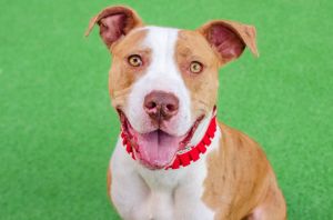 Hello friends my name is Sasha Im a spayed 2-year-old pit bull mix that weighs about 52lbs Im