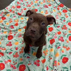 Puppies, Large Breed! Mastiff Dog