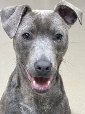 Zeus Pit Bull Terrier Dog