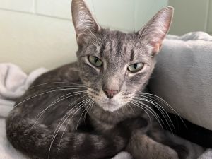 Luffy, Adult Male Domestic Short Hair