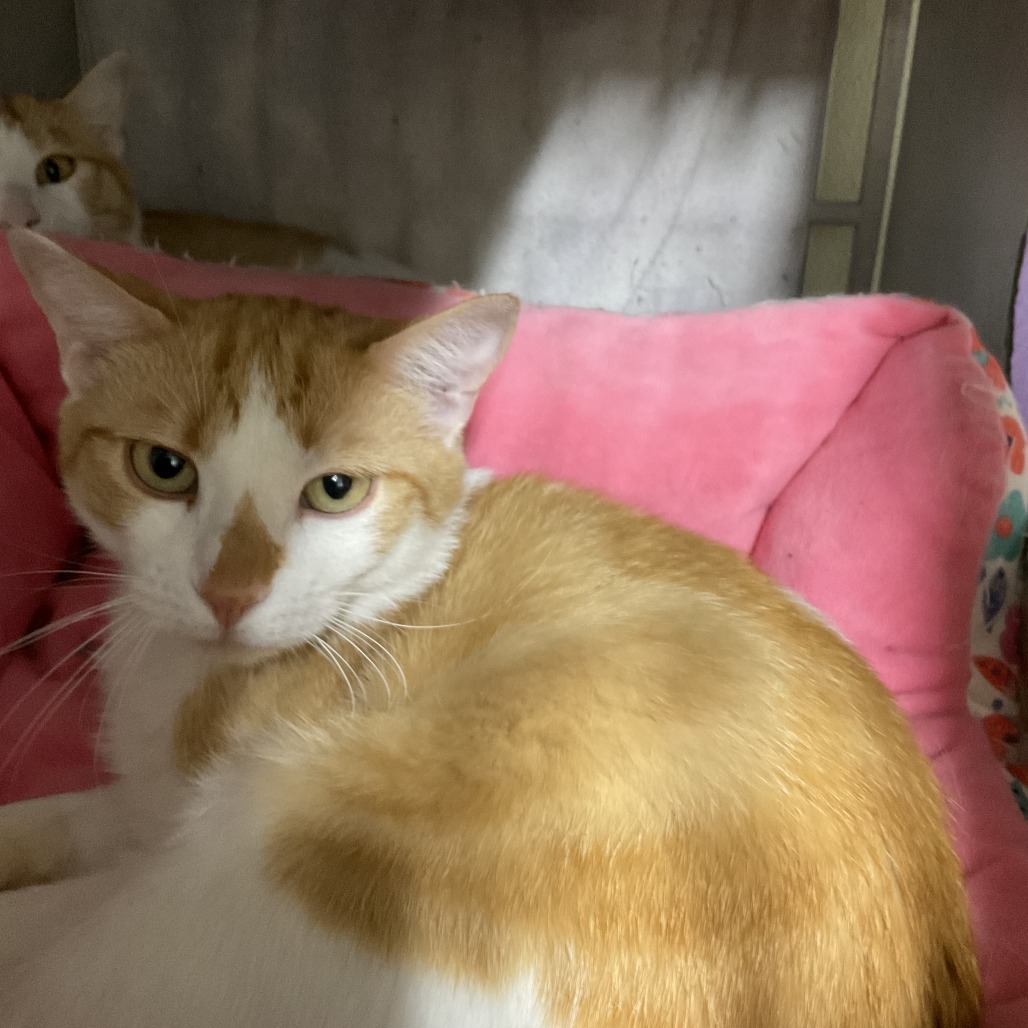 Hobbs, an adoptable Domestic Short Hair in Colorado Springs, CO, 80909 | Photo Image 1