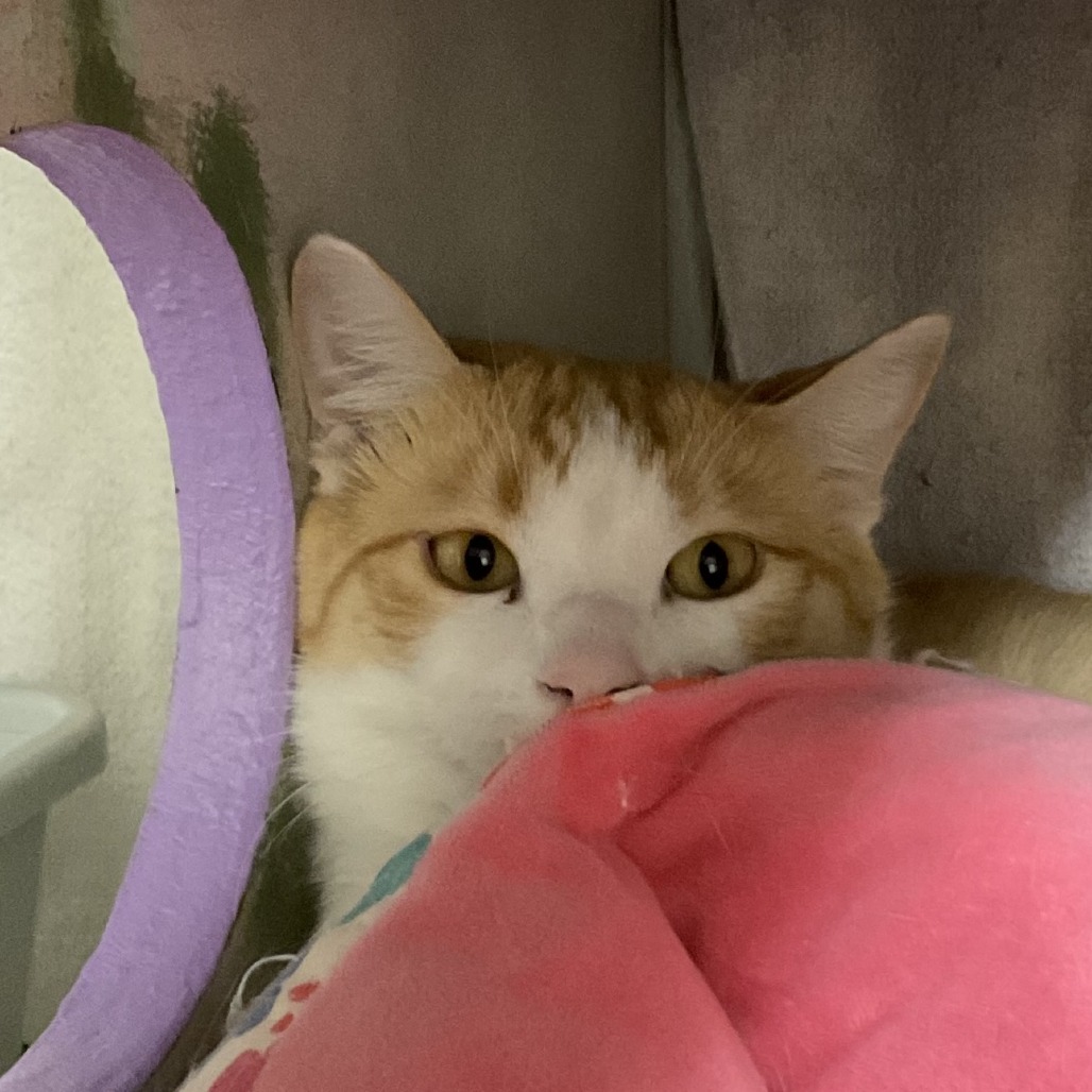 Calvin, an adoptable Domestic Short Hair in Colorado Springs, CO, 80909 | Photo Image 1