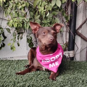 Tequila, Adult Female unknown
