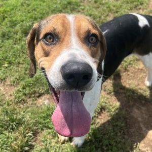 Hudson, Adult Male Treeing Walker Coonhound