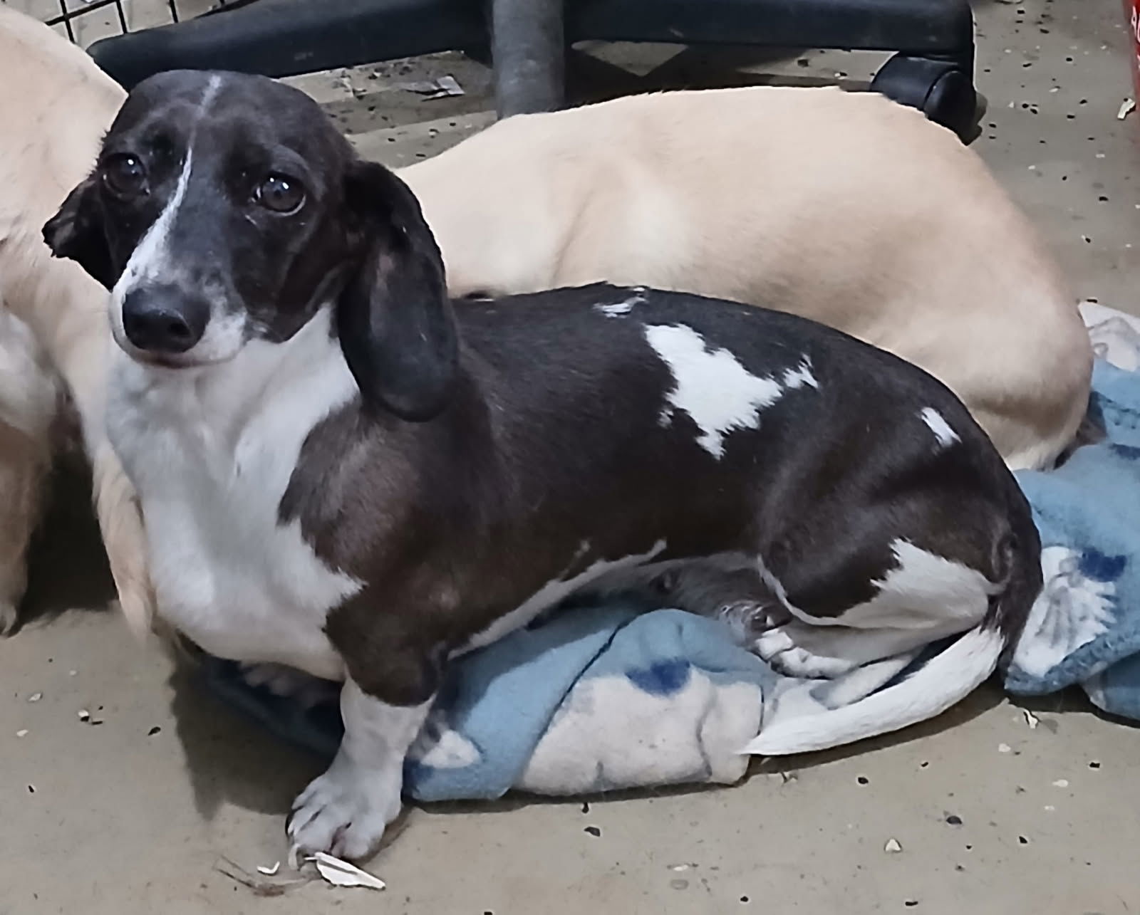 Olivia, an adoptable Dachshund in Sioux Falls, SD, 57101 | Photo Image 1