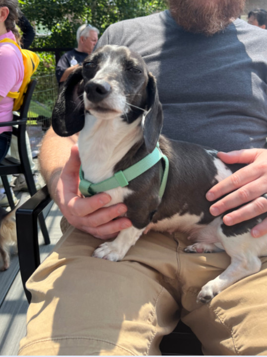 Olivia, an adoptable Dachshund in Sioux Falls, SD, 57101 | Photo Image 3