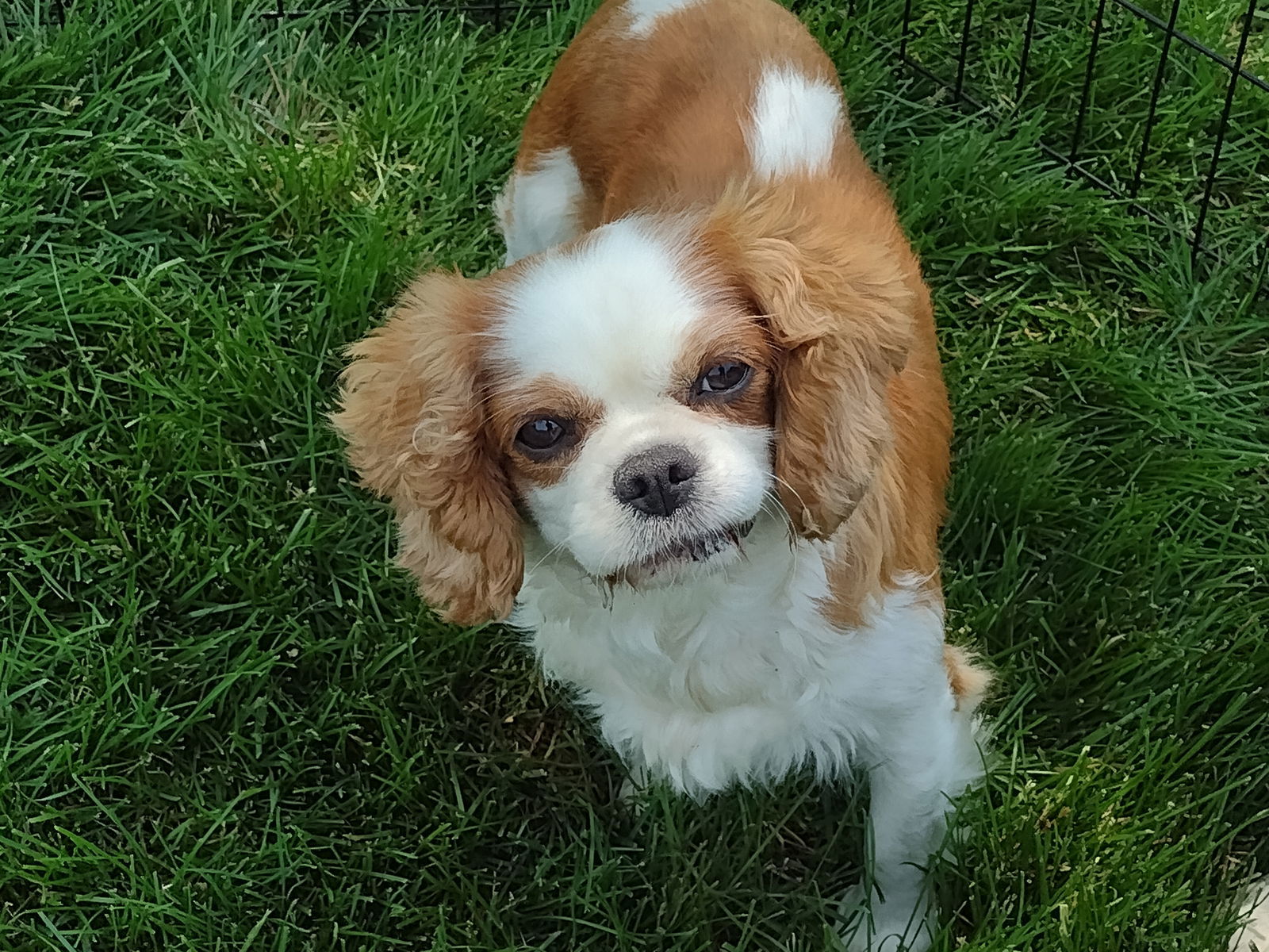 Honey, an adoptable Cavalier King Charles Spaniel in Sioux Falls, SD, 57101 | Photo Image 1