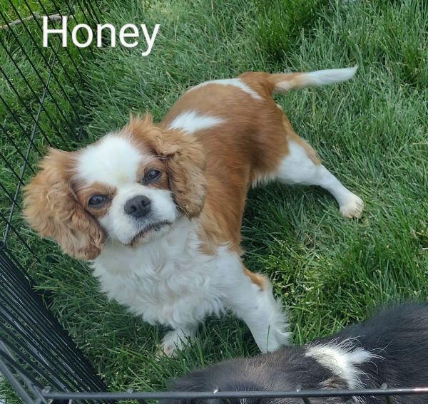 Honey thumbnail 2