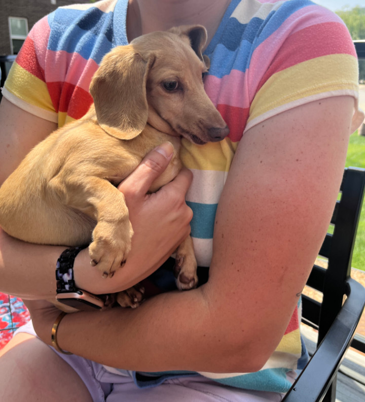 Brie, an adoptable Dachshund in Sioux Falls, SD, 57101 | Photo Image 1