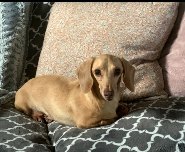 Brie, an adoptable Dachshund in Sioux Falls, SD, 57101 | Photo Image 1
