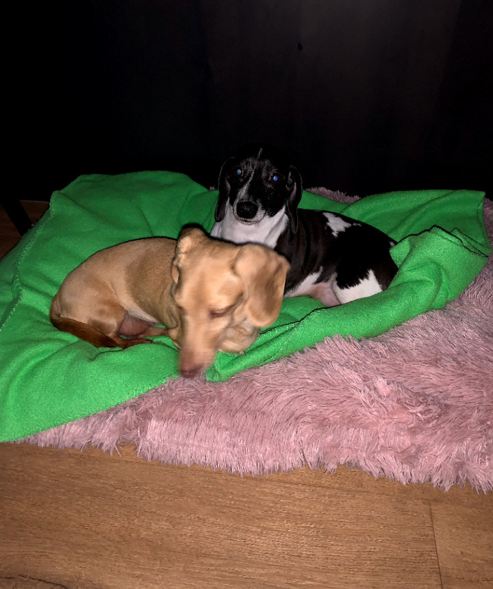 Brie, an adoptable Dachshund in Sioux Falls, SD, 57101 | Photo Image 3