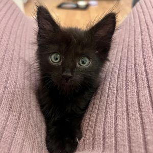 Jiffy is a cuddly boy who doesnt just want to fall asleep in your lap he wants you to hold