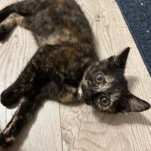 Meet Zuzu the beautiful tortie girl If you are looking for an affectionate and playful girl who is 