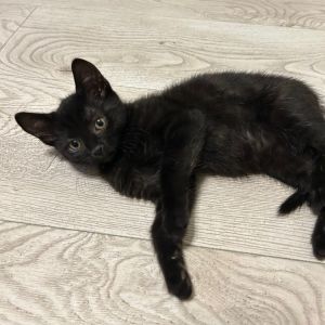 Meet little Zoey She is a beautiful baby girl with luxurious black fur and dark brown swirls mixed 