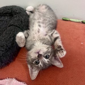 Jumper is the sweetest silliest boy who got the nickname little parrot because he loves to sit o