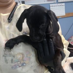 Ying, Baby Female Hound