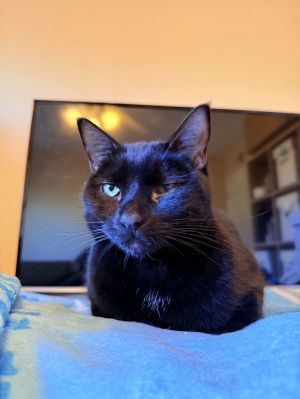 Annie, Adult Female Domestic Short Hair