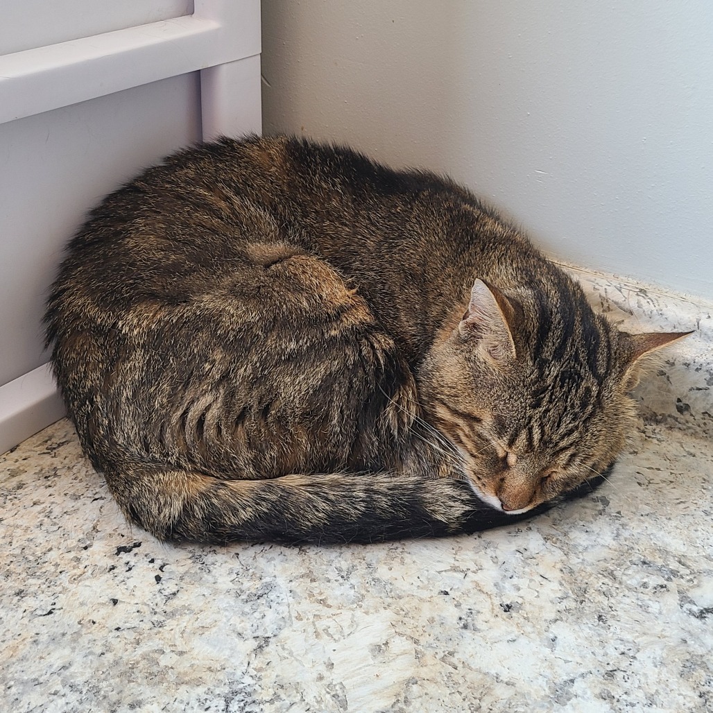 Taz