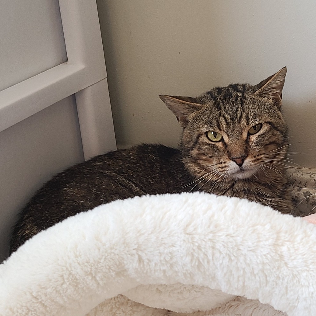 Taz