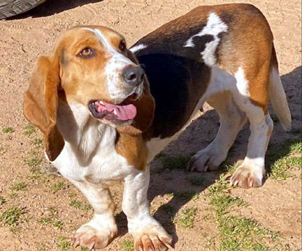 ELLA - ADOPTION PENDING! 1
