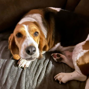 ELLA - ADOPTION PENDING! 2