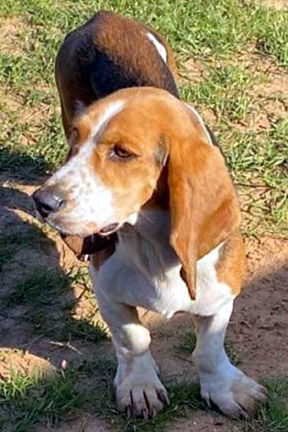 ELLA - ADOPTION PENDING! 3