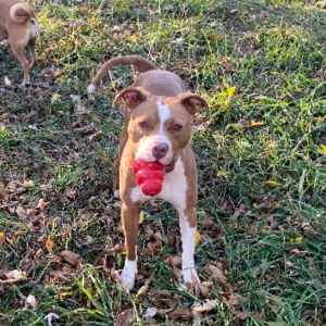 Misksa, Adult Male Terrier
