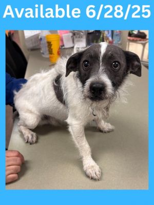 Dog Kennel #30, Adult Male Terrier