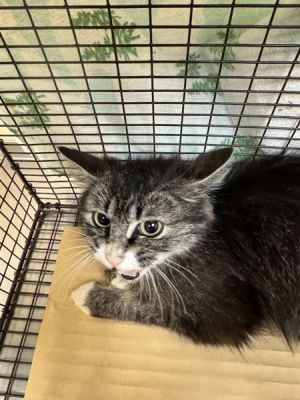 77069 Domestic Medium Hair Cat