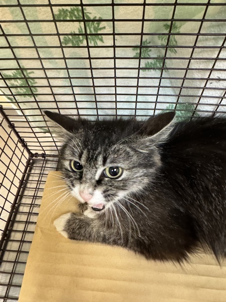 Maizie, an adoptable Domestic Medium Hair in Spokane Valley, WA, 99212 | Photo Image 1