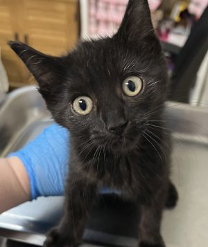 Midnight Domestic Short Hair Cat