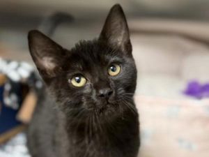 Jayden, Baby Male Domestic Short Hair
