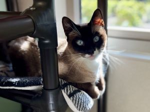 Chica, Adult Female Snowshoe