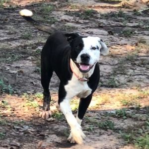 Molly, Adult Female unknown